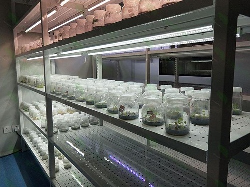 中山植物组织培养实验室设计建设方案